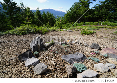 Serow Hiking Trail Climbing from Asama Kogen Rhododendron Garden Dicentra near the summit of the ridge July 23, 2022 Serow Hiking Trail Climbing from Asama Kogen Rhododendron Garden Dicentra near the summit of the ridge July 23, 2022 94913906