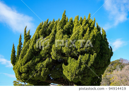 鶴岡八幡宮境內的特色樹 94914419