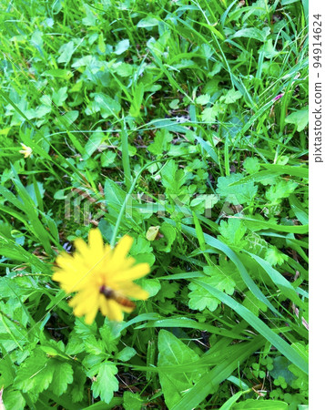 A view of a bee perched on a yellow dandelion from above against a background of green grass A view of a bee perched on a yellow dandelion from above against a background of green grass 94914624