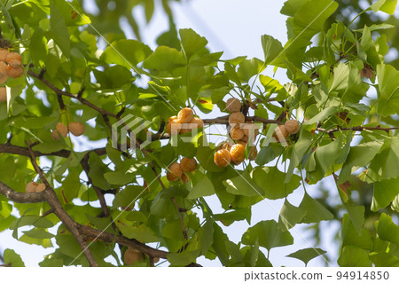 銀杏果和銀杏葉配橙果 銀杏果和銀杏葉配橙果 94914850