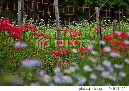 石蒜 石蒜 94915411