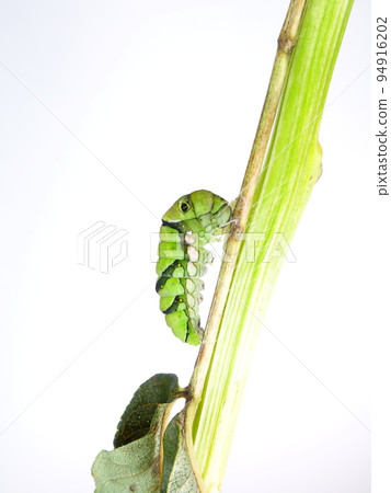 Caterpillar caterpillar larva swallowtail swallowtail prepupa Caterpillar caterpillar larva swallowtail swallowtail prepupa 94916202
