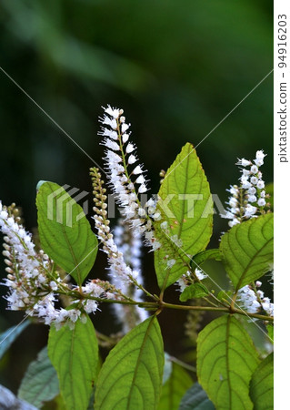 下柱白花 下柱白花 94916203