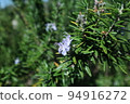 Rosemary Blooming Quietly and Pretty 94916272