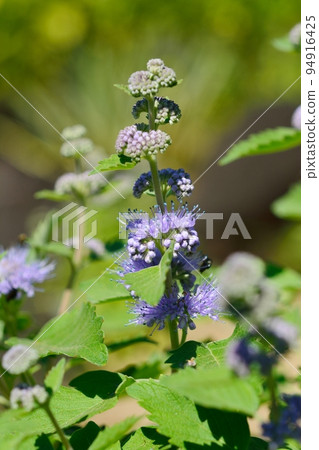 Dangiku flower blooming in autumn Dangiku flower blooming in autumn 94916425