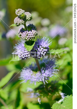 Dangiku flower blooming in autumn Dangiku flower blooming in autumn 94916426