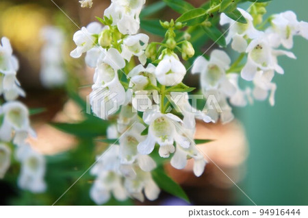 下垂的白花 94916444
