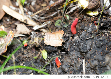 As the name suggests, the bright red deadly poisonous mushroom "Kaentake" grows naturally on the side of the rotting stump of Konara. As the name suggests, the bright red deadly poisonous mushroom "Kaentake" grows naturally on the side of the rotting stump of Konara. 94916495