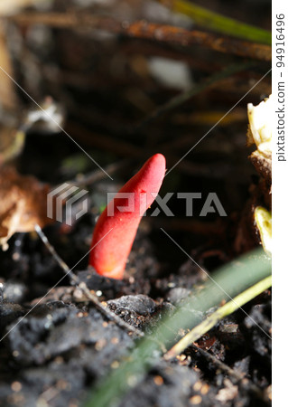 As the name suggests, the bright red deadly poisonous mushroom "Kaentake" grows naturally on the side of the rotting stump of Konara. As the name suggests, the bright red deadly poisonous mushroom "Kaentake" grows naturally on the side of the rotting stump of Konara. 94916496
