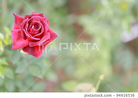 garden scenery, early autumn scenery garden scenery, early autumn scenery 94916536