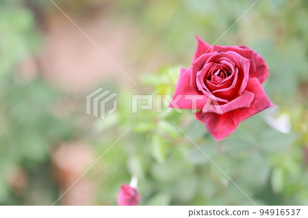 garden scenery, early autumn scenery 94916537