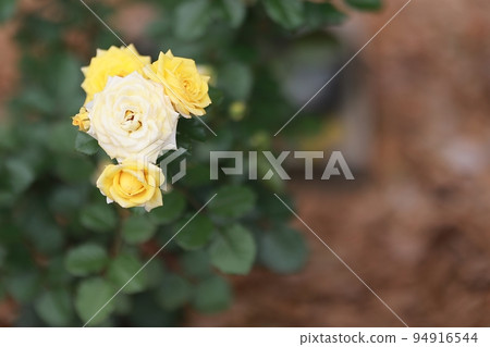 garden scenery, early autumn scenery garden scenery, early autumn scenery 94916544