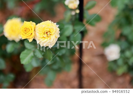 garden scenery, early autumn scenery garden scenery, early autumn scenery 94916552