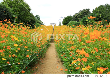 garden scenery, early autumn scenery 94916595