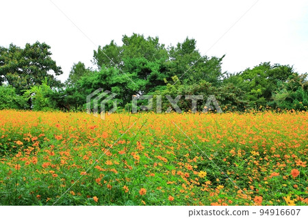 garden scenery, early autumn scenery 94916607