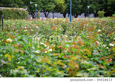 garden scenery, early autumn scenery garden scenery, early autumn scenery 94916613