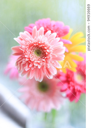 窗台上的粉色非洲菊花束 窗台上的粉色非洲菊花束 94916669