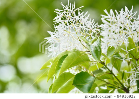 Nanjamonja no Hana (Chionanthus retusus) Nanjamonja no Hana (Chionanthus retusus) 94916922