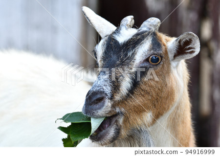 Pygmy goat 94916999