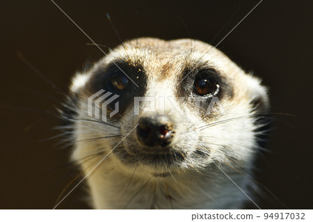 Meerkat on watch Stock Photo - Alamy