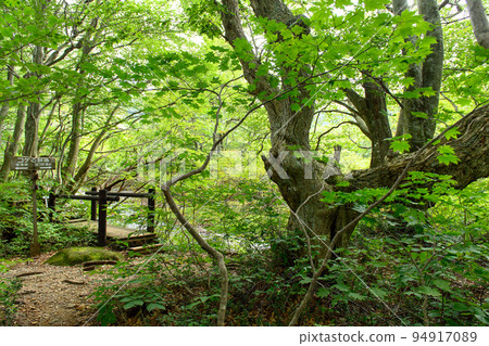 Shishigahana Wetland Mizunara oak at the entrance of Queen Agariko Akita Prefecture Shishigahana Wetland Mizunara oak at the entrance of Queen Agariko Akita Prefecture 94917089