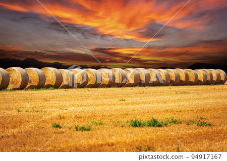 Row of Golden Hay Bales with Beautiful Sunset Sky - Italy Row of Golden Hay Bales with Beautiful Sunset Sky - Italy 94917167