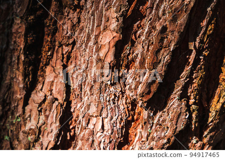 Macro photo of pine tree bark, natural background Macro photo of pine tree bark, natural background 94917465