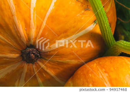 Yellow pumpkins grow in a garden, macro photo 94917468