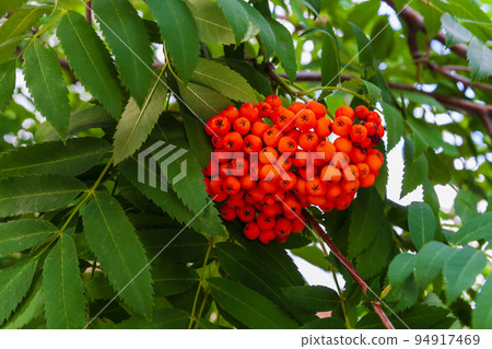 Green rowan tree branches with red berries 94917469
