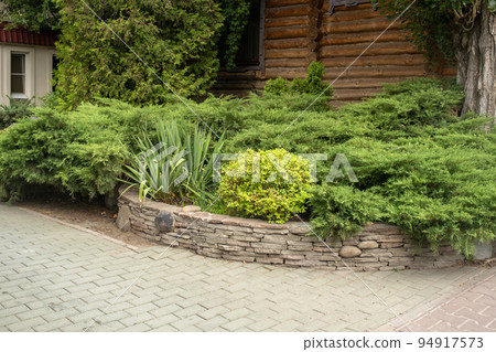 Juniper in landscape design. Beautiful well kept garden. Green plants, trees, flowers and shrubs 94917573