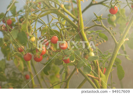Cherry tomatoes in a greenhouse. The lashes of the plant are tied with a rope. red tomatoes Cherry tomatoes in a greenhouse. The lashes of the plant are tied with a rope. red tomatoes 94917609