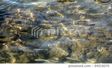 一群鯔魚和條紋鯛魚在海中游泳 94918070