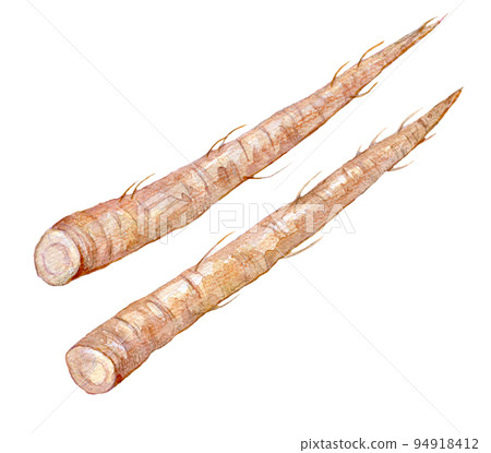 Burdock watercolor illustration Burdock watercolor illustration 94918412