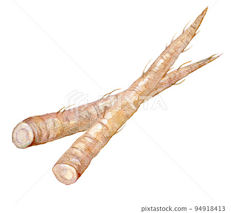 Burdock watercolor illustration Burdock watercolor illustration 94918413