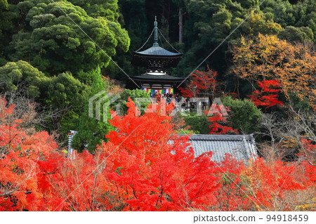 [Kyoto Prefecture] Tahoto Pagoda and Autumn Leaves at Eikando 94918459
