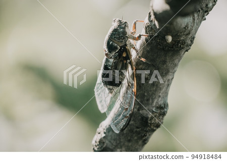 A cicada sits on a fig tree on summer, closeup shot. Singing loudly to call the female. Intense buzzing of cicadas. Cicada Lyristes plebejus. Selective focus A cicada sits on a fig tree on summer, closeup shot. Singing loudly to call the female. Intense buzzing of cicadas. Cicada Lyristes plebejus. Selective focus 94918484