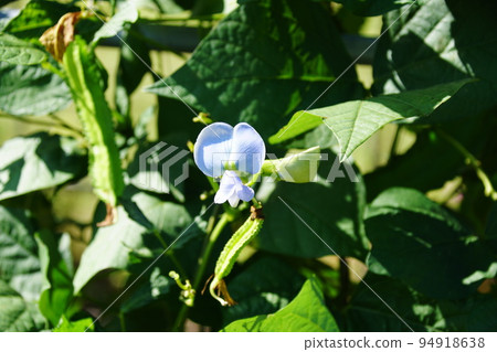 Winged Bean Winged Bean Winged Bean Winged Bean 94918638
