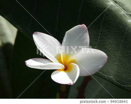 雞蛋花 雞蛋花 94918641
