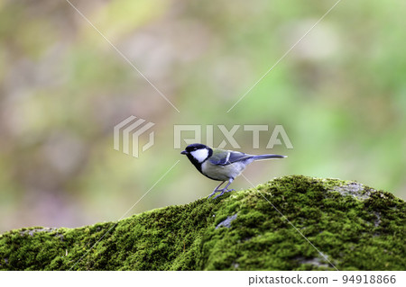 Great tit 94918866