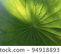 荷葉光與脈 94918893