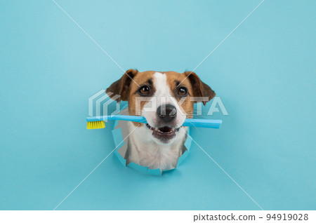 Jack russell outlet muzzle