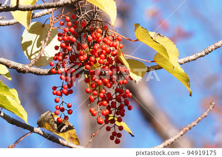 黃色土豆的果子 94919175