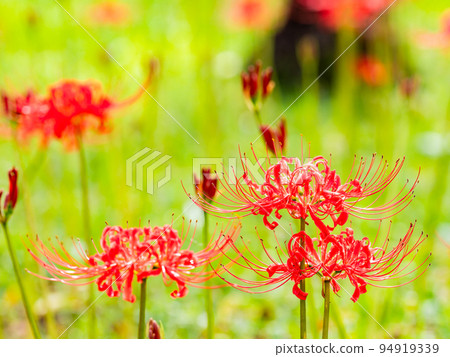 An autumn tradition, clusters of beautiful cluster amaryllis in full bloom 94919339