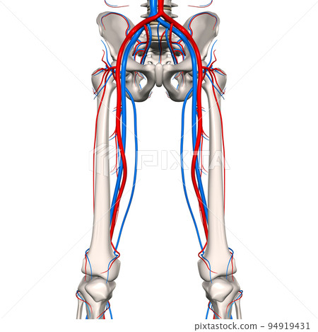 人腰股動脈血管網 94919431