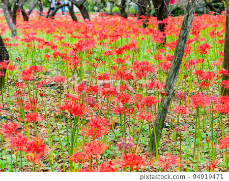 秋天的傳統，一簇簇美麗的孤挺花盛開 94919471