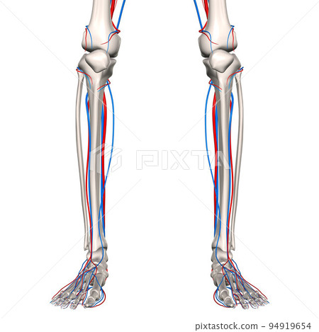 human leg vascular network 94919654