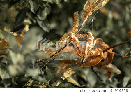 Dry autumn leaves covered with cobwebs, close-up. Wildlife Dry autumn leaves covered with cobwebs, close-up. Wildlife 94919828