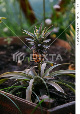 Fruit cultivation. Greenhouse farm. Natural harvesting. Fresh growing pineapple spreads in hothouse planks daylight. Fruit cultivation. Greenhouse farm. Natural harvesting. Fresh growing pineapple spreads in hothouse planks daylight. 94920057