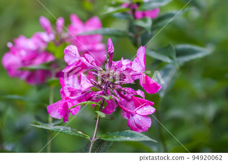 Pink summer phlox flowers. Floral background. 94920062