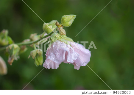 Blooming pink mallow flowers (Malva alcea, cut-leaved mallow, vervain mallow or hollyhock mallow) in summer garden. Blooming pink mallow flowers (Malva alcea, cut-leaved mallow, vervain mallow or hollyhock mallow) in summer garden. 94920063